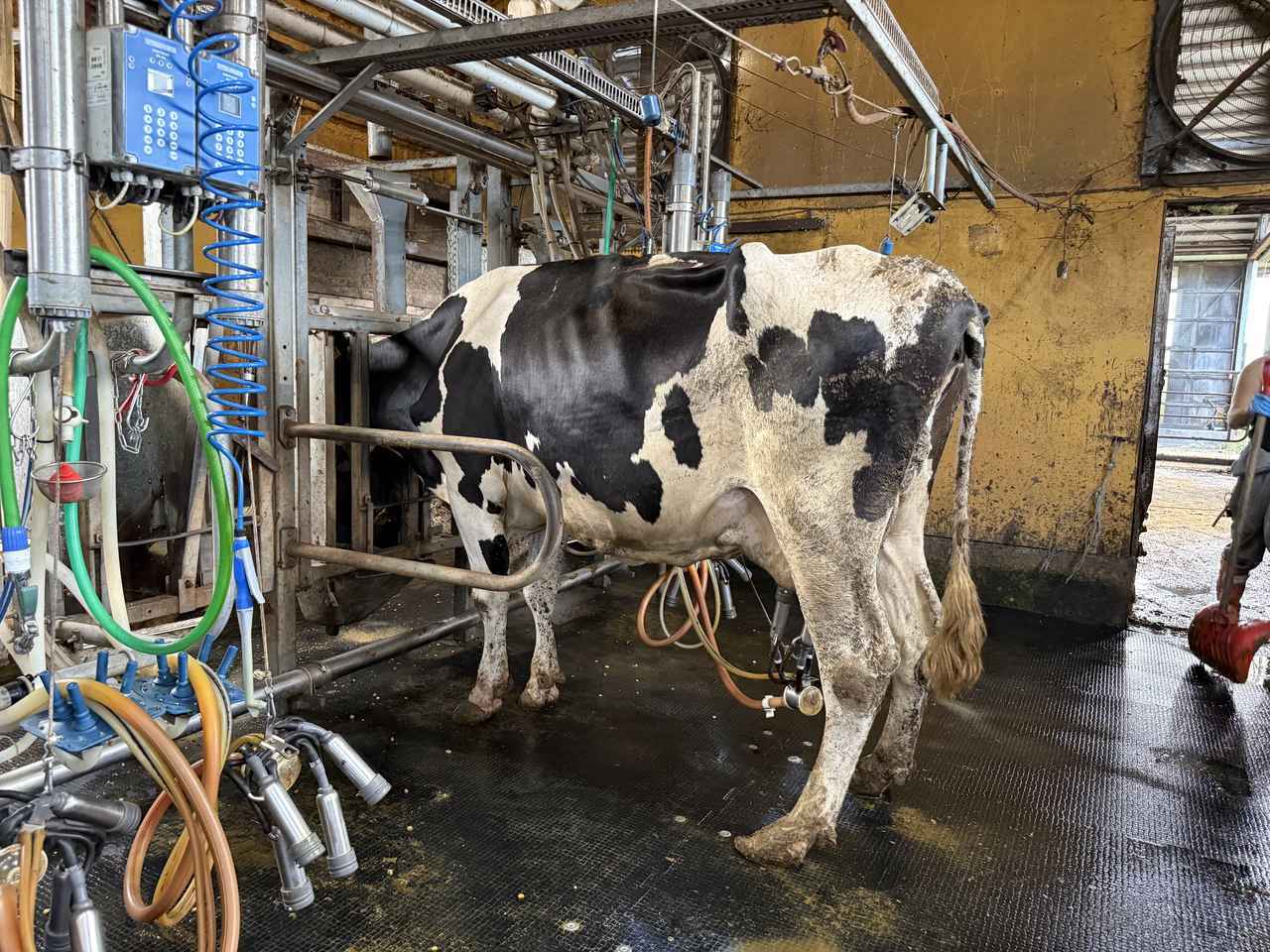 画像5: 今回は、岩松牧場へ