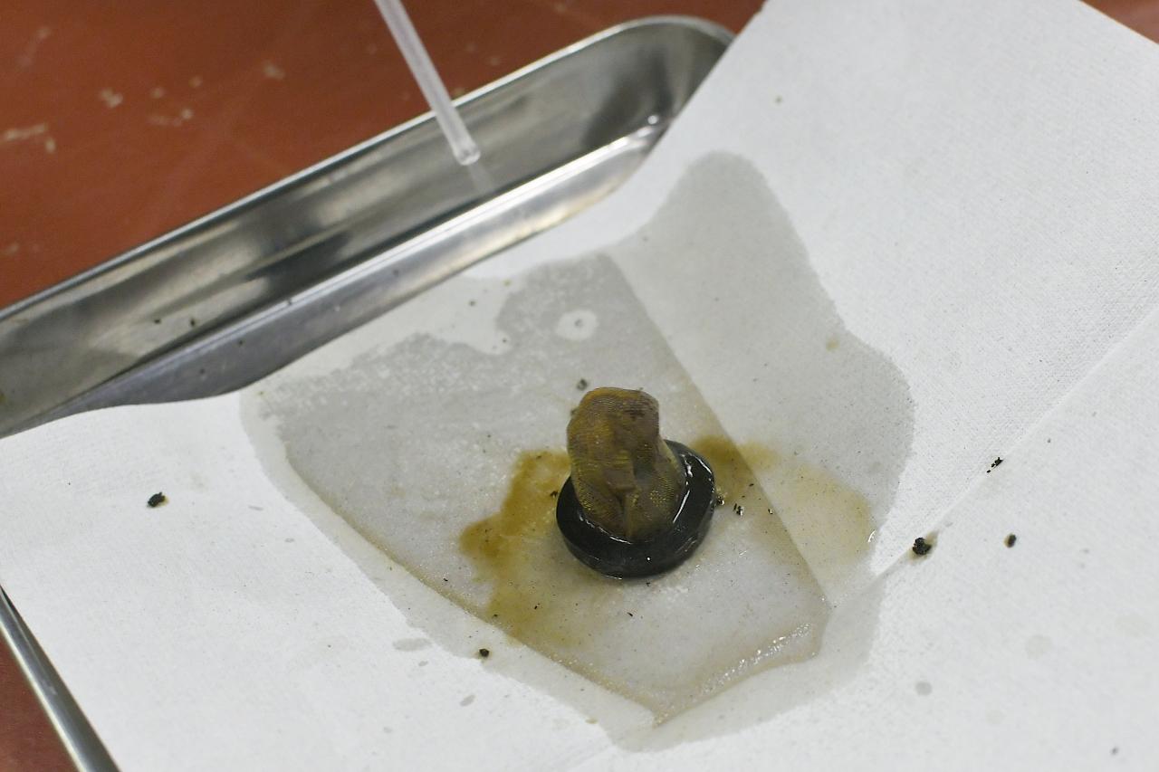 画像15: JA44のオイル＆オイルフィルターを交換していくよ