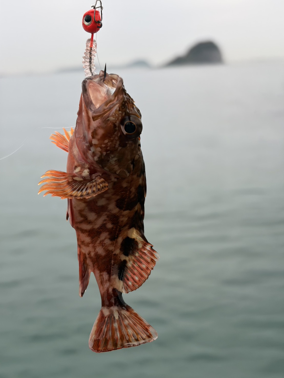 画像3: 呼子で釣り