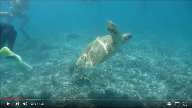 画像: 動画の再生画面(一部)。海中でも鮮明な動画撮影が楽しめます。動画は上の画面をクリックしてください。撮影:水咲奈々 youtu.be
