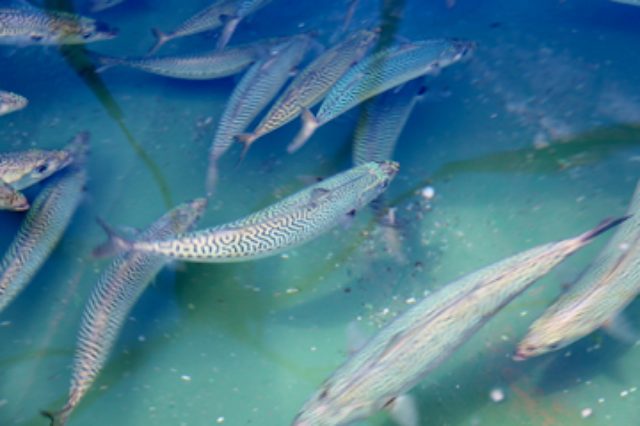 画像: 岩手大学釜石サテライトで実験的に蓄養されるサバ
