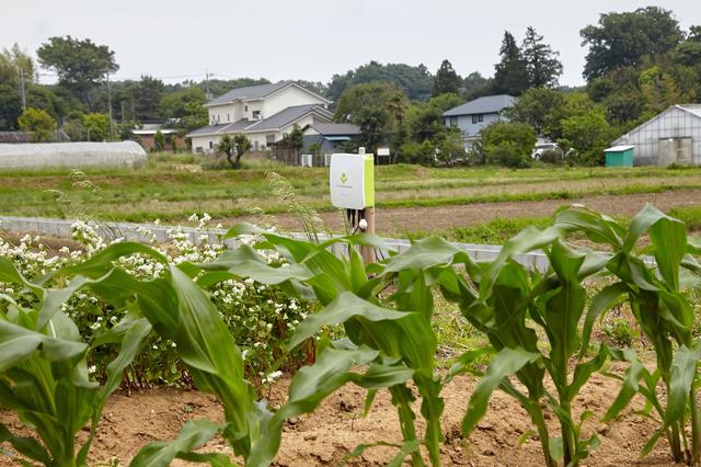 画像: 横浜市の郊外にあるアグリイノベーション大学校関東校の農場に設置されたe-kakashiの子機(中央)
