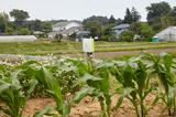 画像: 横浜市の郊外にあるアグリイノベーション大学校関東校の農場に設置されたe-kakashiの子機(中央)