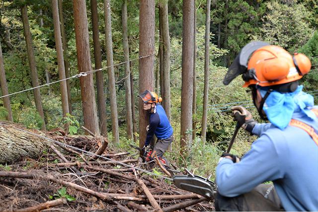 画像: 社有林の伐採の様子。木を山側に倒すため、上部からワイヤーで引っ張った状態で伐採する。