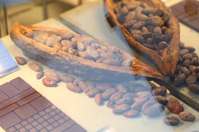 画像: カカオの実に含まれるカカオ豆はおよそ50粒。仮にカカオ100%の板チョコ1枚50gをつくる場合、カカオの実まるまる1個が必要となる。