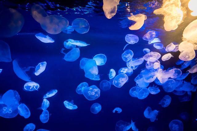 画像1: -最近の水族館には、デートスポットとして人気の高いところが多いと思います。