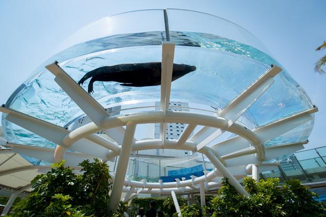 画像2: -今後どんな水族館をつくっていきたいですか。