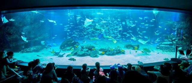 画像: -サンシャイン水族館で一番大きな水槽でも240トンだと伺いました。240トンは大水槽としては少ない方だと思うのですが、どうやって水塊を表現するのでしょうか。