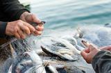 画像: ―なぜ水産業界へ参入されたのでしょうか?前職が介護・医療業界ということですが。
