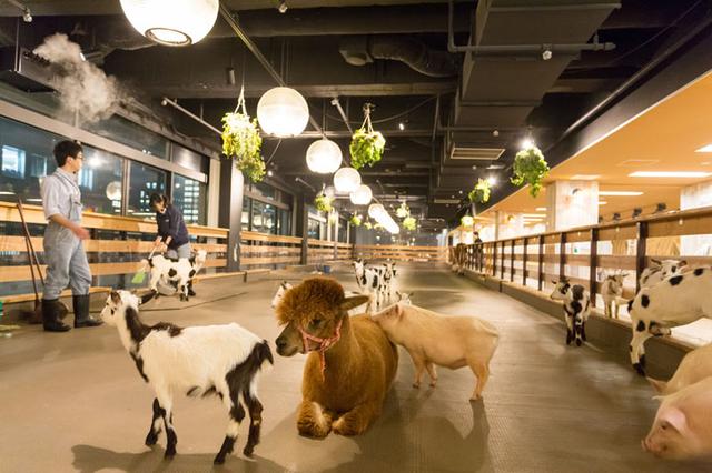 画像: オールスター勢ぞろいです!飼育員さんは、動物のフンをすばやく掃除することを心がけています!