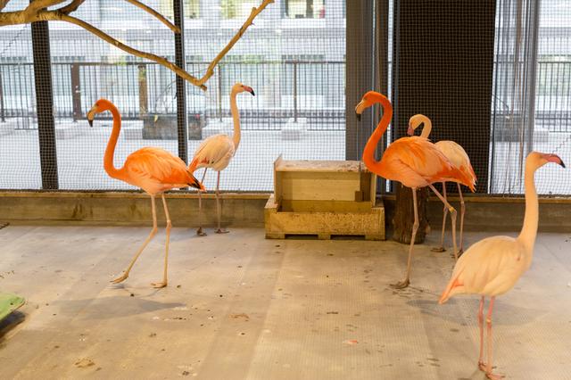 画像1: さてさて、このドアの向こうが牧場ですね! どんな動物に出会えるのでしょうか!!