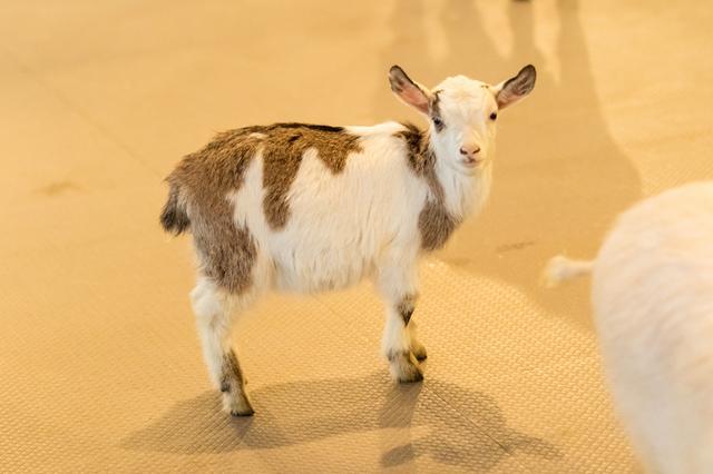 画像2: 快適な環境で、ヤギの赤ちゃんも生まれたそうです!