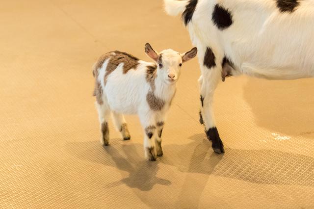 画像1: 快適な環境で、ヤギの赤ちゃんも生まれたそうです!