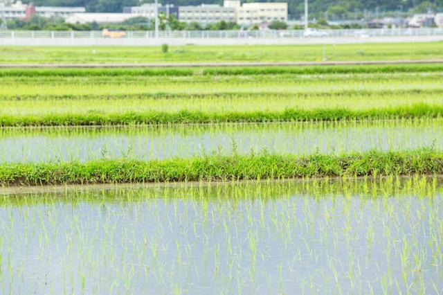 画像: 取材の前に田植えは終わっていました。
