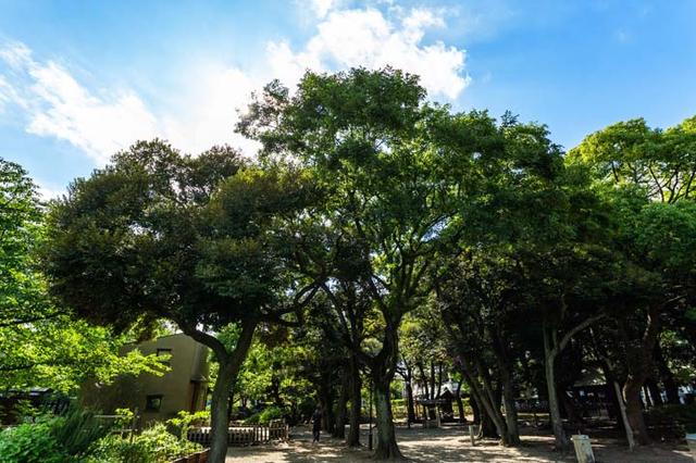 画像: 隣接する「鎮守の杜」。ここには「おりひめ神社」のお社があります。夏には「盆踊り」、秋には「クラフト展」など、1年中をとおして地域の方々が参加できるイベントを開催。左奥の建物では、染色の体験などができるワークショップを開催します。