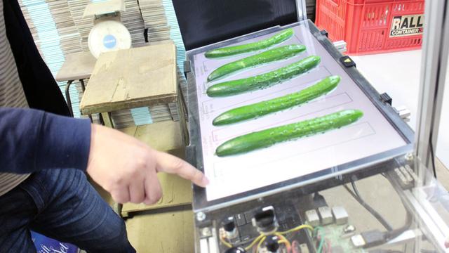 画像: キュウリ自動仕分け機3号。