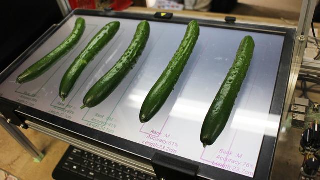 画像: キュウリ自動仕分け機の3号機は、キュウリを並べるとテーブル上に瞬時に等級(Rank)、確からしさ(Accuracy)、長さ(Length)が表示され、等級は次に可能性の高い候補も表示されます。現段階では、最終的には人が目視でチェックしてから箱詰めするが、一から判断するよりも作業者の負担は軽減します。
