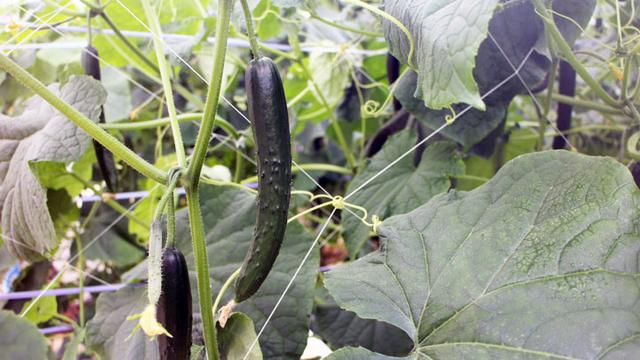 画像: ビニールハウスの中は温度が高く、葉や茎などがびっしりでミニジャングルのようです。収穫を見逃してしまうことに納得です。