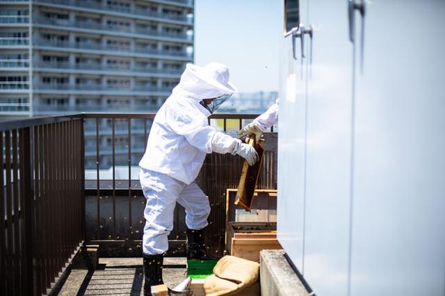 画像: ビル屋上に設置されたハチの巣箱。元気に飛び回るハチにも慣れたもの。メンバーの連係プレーで作業が進む