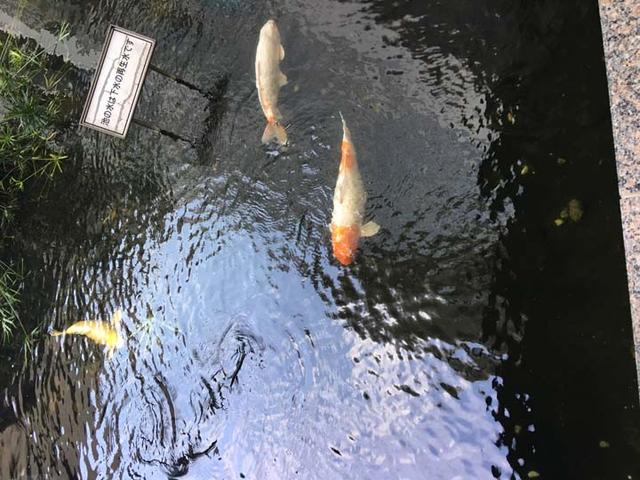 画像: 有明スポーツセンターの入口の池には、悠々とたくさんのコイが泳いでいます。この池の水は下水の再生水だそう。