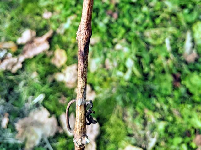 画像: 登熟したぶどうの枝です。春から夏にかけては緑色の枝でした
