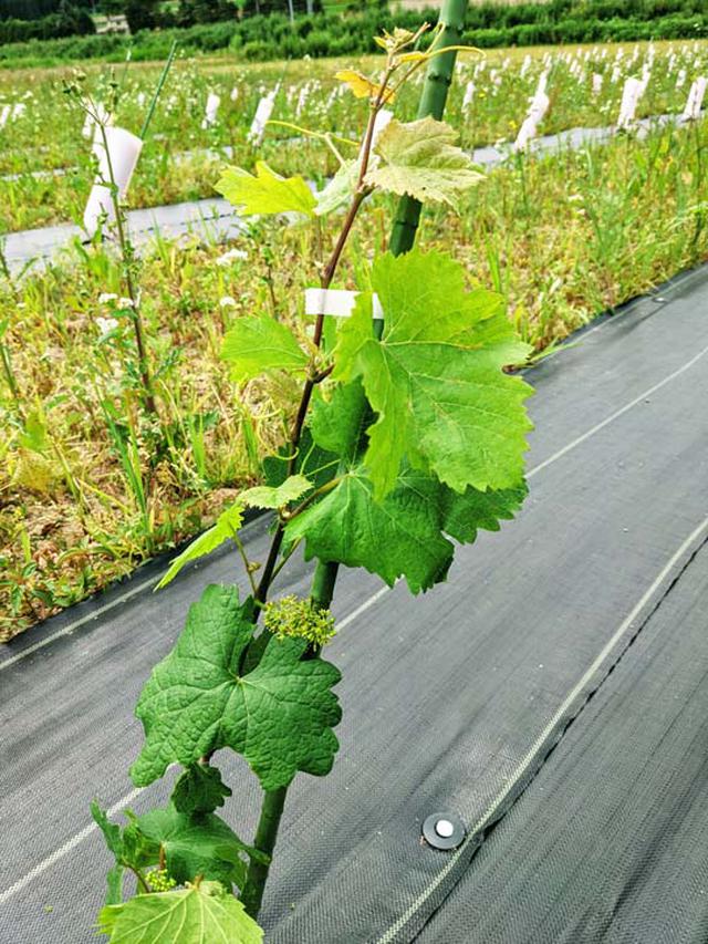 画像: 今年植え付けたツヴァイゲルトの苗木です。このように着果するものもありますが、木の成長に集中させるために摘果します