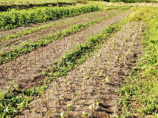 画像: 初冬に剪定した枝を春まで低温で保管し、春先に1、2芽ずつで枝を切って挿してしばらくすると、こうして芽吹いて根が出てきます