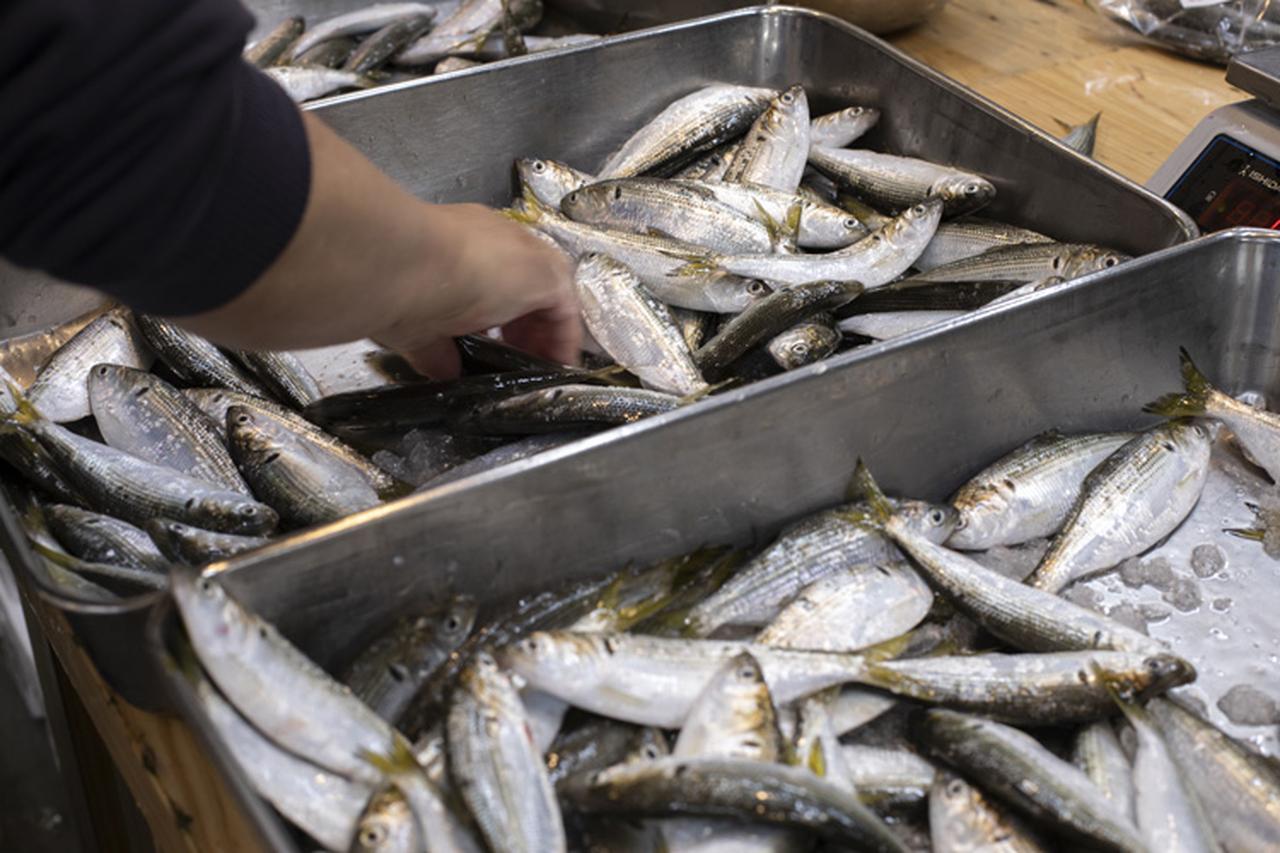 画像: コハダは、塩水に氷を入れた状態でビニール袋に詰める。上氷(魚の上に氷を乗せる)、下氷(魚の下に氷を置く)や、吸い取り紙で巻くなど魚の種類で扱い方もいろいろ