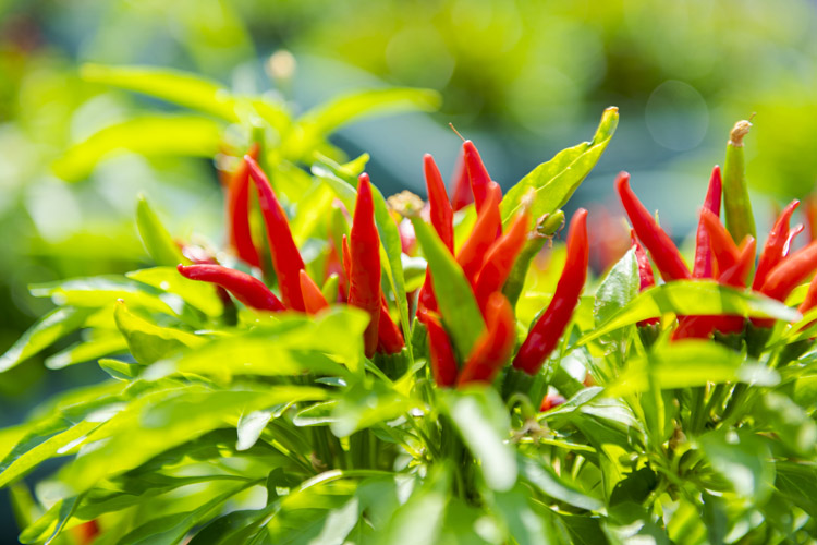 画像: 内藤とうがらしは、葉の上に実が房状に付く「八房種」の一種。毎年7月から9月にかけて収穫時期を迎える