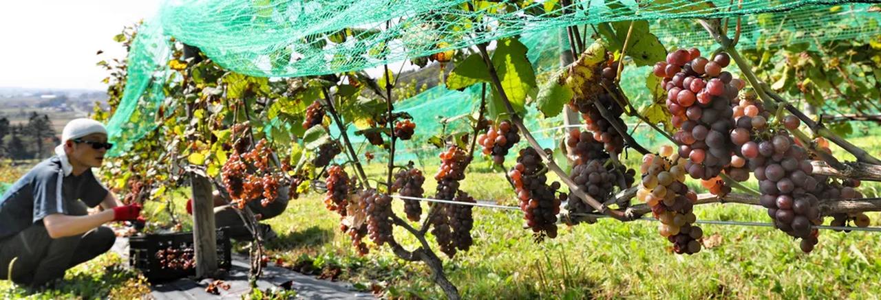 画像: 実り良く　ブドウ輝く　東川・雪川醸造：北海道新聞デジタル