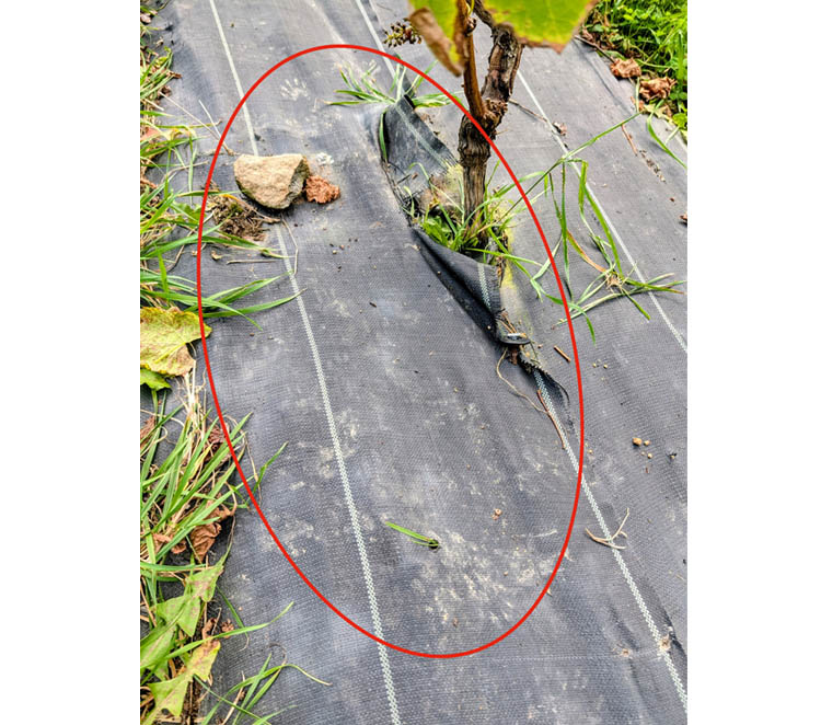 画像: 赤丸で囲ってあるのが、アライグマの足跡です。ぶどうの樹の周りをちょこちょこと歩き回ってどうやったらぶどうを取れるか試行錯誤してたのでしょう（この時期はまだそんなに食べられていなかった）