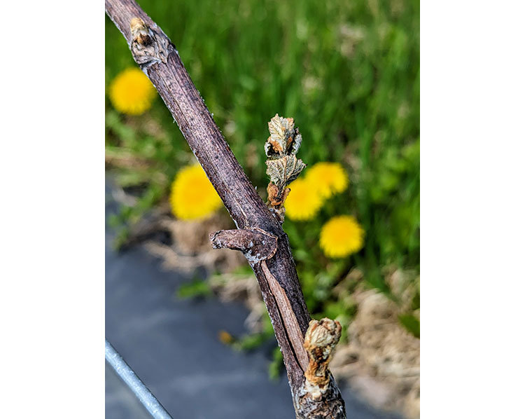 画像: 2024年5月10日早朝の霜に当たった、ツヴァイゲルトの新芽です。芽吹いてから気温が氷点下まで下がると、こうなってしまって、生育不良に陥ります