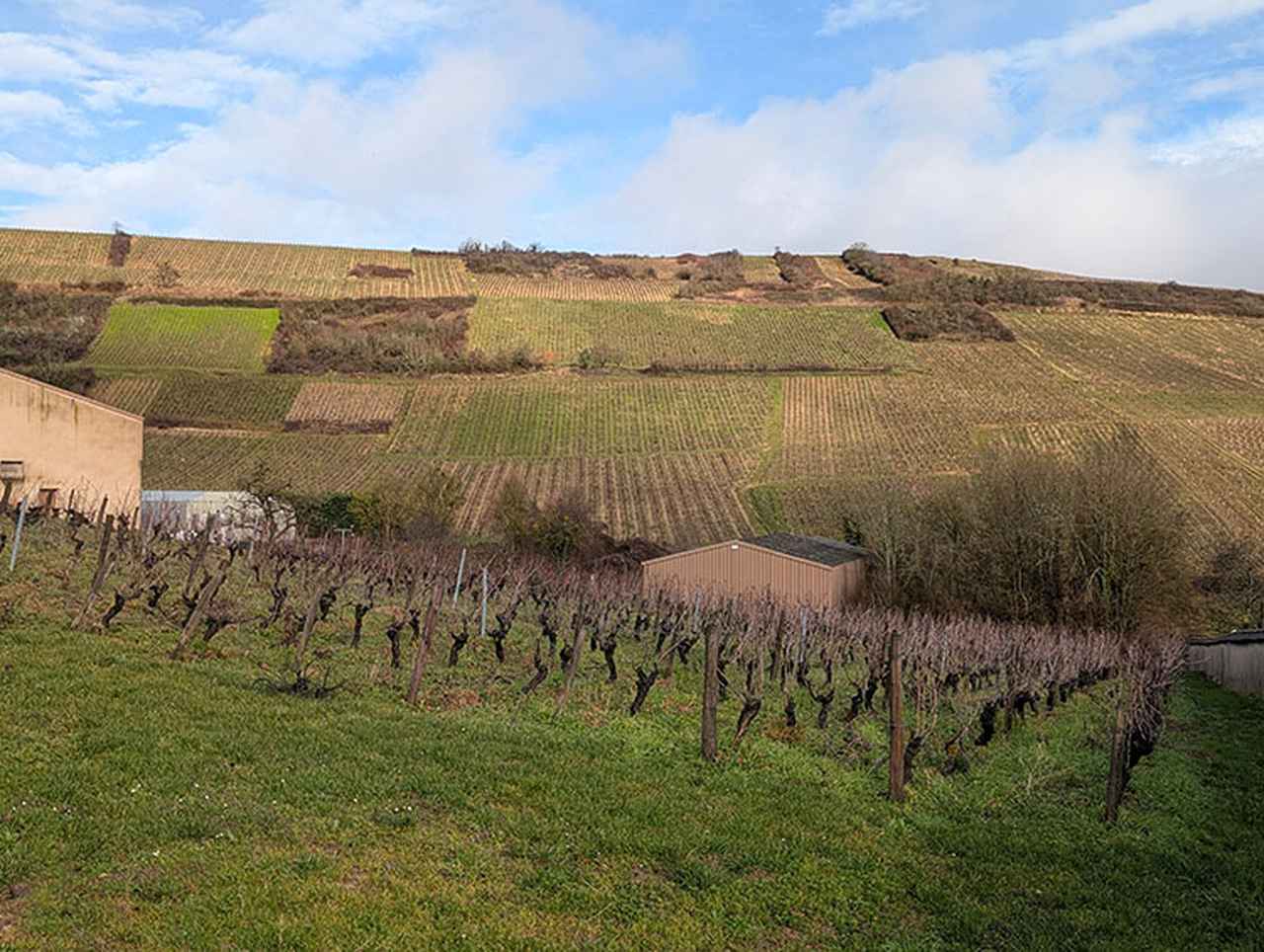 画像: 丘陵にいくつも畑の区画が分かれています。区画ごとに出来上がったワインのフレーバーが異なるので、土壌の違いで説明するのでは、と感じました