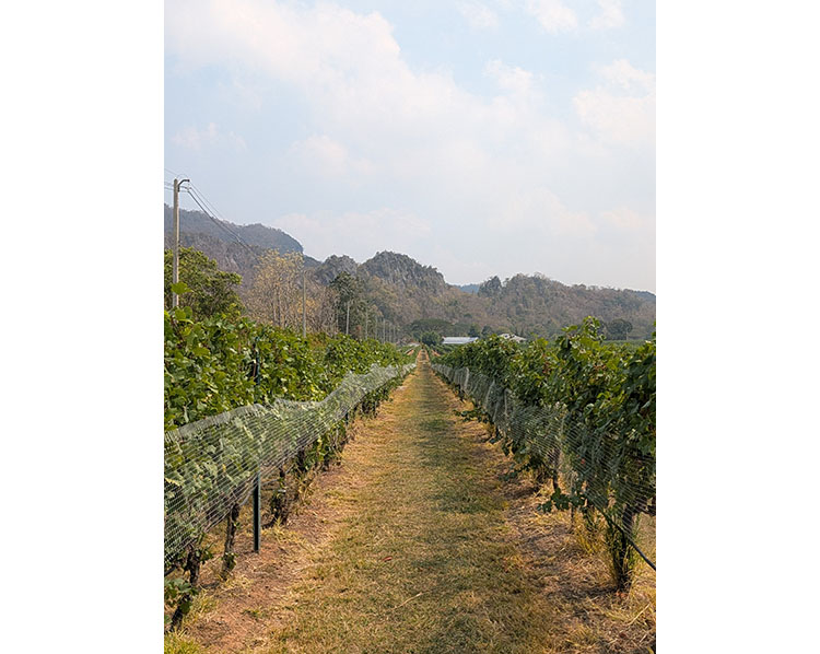 画像: 1月中旬のタイは、ぶどうの色変わり（ヴェレゾン）の時期。北海道同様、鳥害防止ネットを設置している最中でした