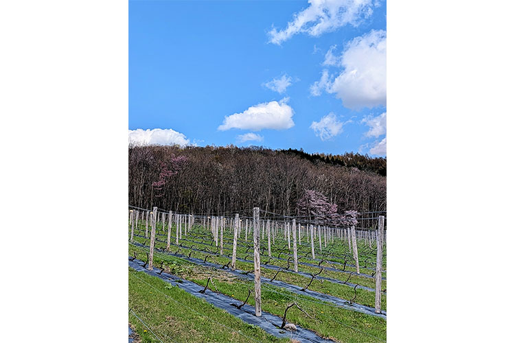 画像: この地域での桜の開花は例年ゴールデンウィーク中です。今年も畑の上段にある桜がきれいに咲きました