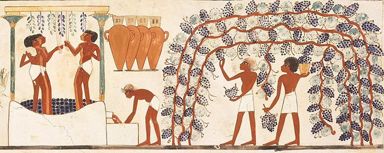 画像: 壁画に残された古代エジプトのワインづくりの様子。ワインづくりや貯蔵につかわれた土壺(アンフォラ)には醸造年、ぶどう畑の場所、醸造責任者が記されていたとのこと