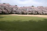 画像1: 埼玉県 大宮ゴルフコース
急げ、急げ! 桜を見ながらお花見御膳!