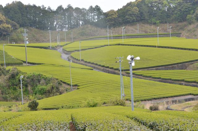 画像3: 「茶そば」が旨い!
相良カントリークラブ
