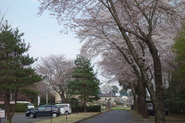 画像: 「距離も短いし、ベスト狙って来てよ」編集長の指令で意気揚々とコースへ向かった調査隊。出迎えてくれたのは満開の桜