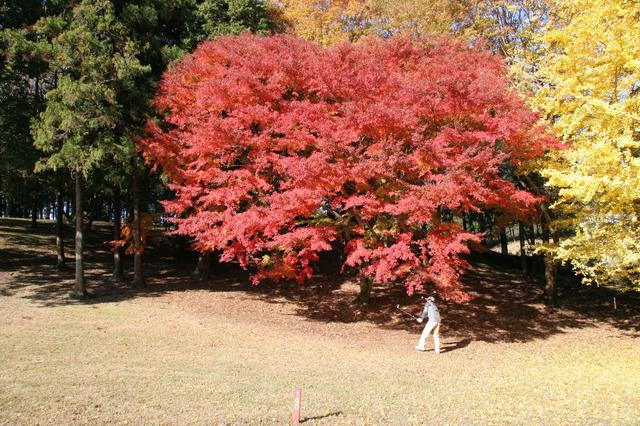 画像6: 「プレーヤーの攻撃に対して、コースは守りに徹する」