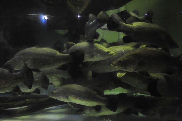 画像: 成魚になると1mを超える幻の巨大魚「アカメ」。ライトを照らすと目が赤くギラリと光ります。