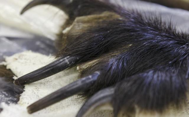 画像: ツキノワグマの手はこんな感じ…。正確は比較的穏やかとは言え、こんな爪で引っかかれたら…鳥肌が立ちます。ちなみに神奈川県の生息数は推定30等前後。レッドデータブックの絶滅危惧種とされています。
