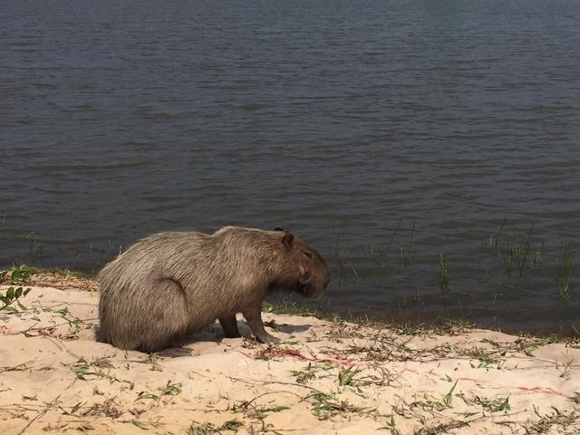 画像: 野生のカピバラは「かわいい」イメージとは程遠い…