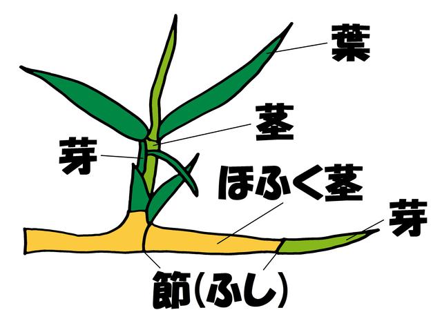 画像6: 【芝博士になろう】これは何をする道具でしょうか?