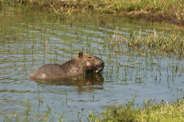 画像: 4番ホール脇の池が彼(カピバラ)の住みか
