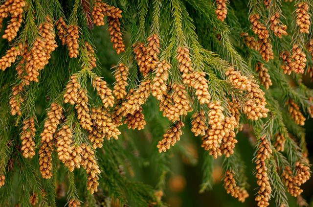 画像: 花粉症は体内に入った花粉に対して、人間の身体が起こす異物反応。症状は主に、くしゃみや鼻水、涙がある