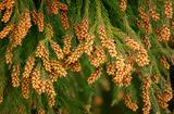 画像: 花粉症は体内に入った花粉に対して、人間の身体が起こす異物反応。症状は主に、くしゃみや鼻水、涙がある