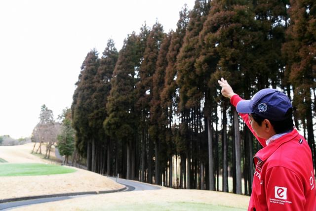 画像: 「遠くの木」を必ずチェック
