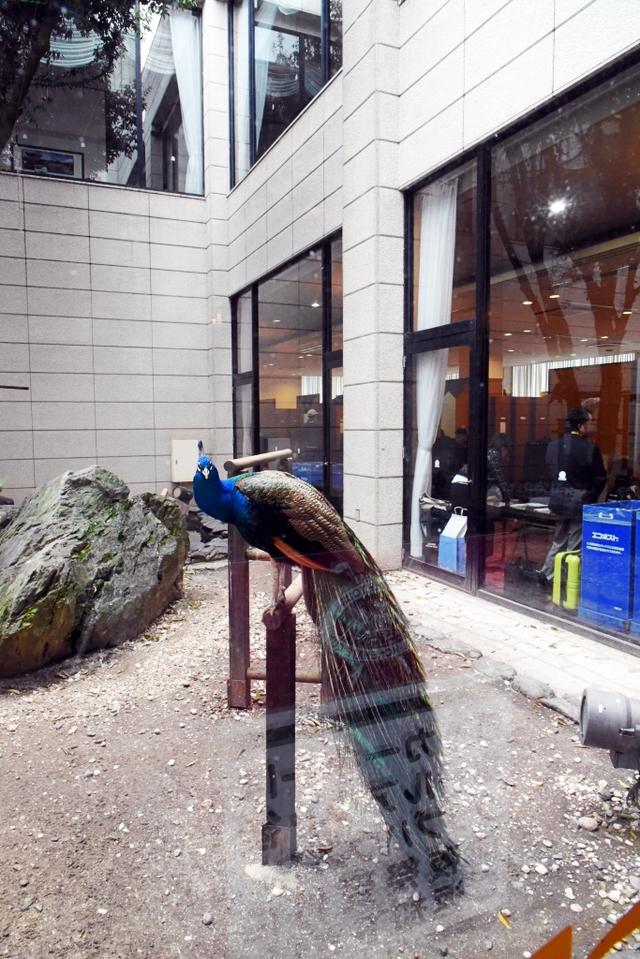 画像: こちらインドクジャク。なんとも優美。画面右奥はロッカールーム