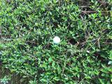 画像: ボールが木の根元に……こんなときに「アンプレヤブルします!」